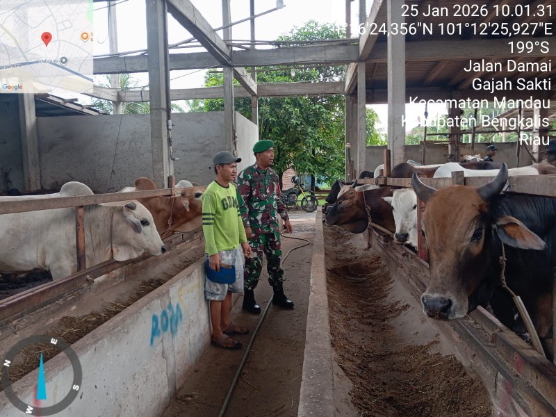 Babinsa Serda Riza.Ramdani. Lakukan Cek Hewan Ternak Sapi Antisipasi Penyakit PMK, di Kelurahan Gajah Sakti
