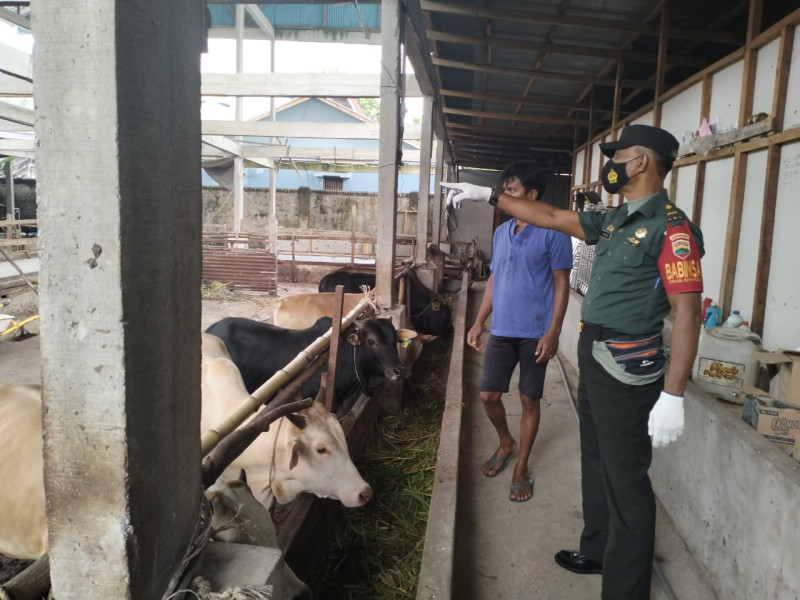 Cegah Penyebaran PMK, Babinsa Pelda Armen Melaksanakan Cek 9 Ekor Hwan Ternak di Gajah Sakti