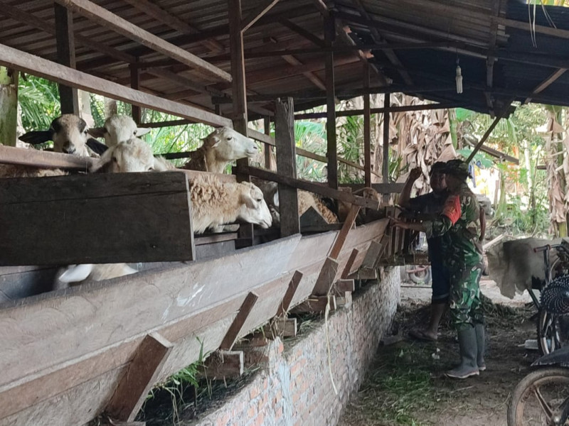 Babinsa Serda Awaluddin Cek Hewan Ternak Kambing di Jalan Lestari Desa Boncah Mahang, guna Cegah PMK