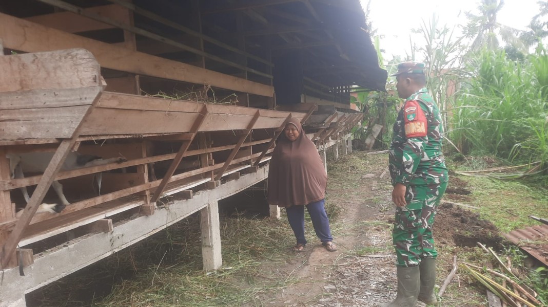 Babinsa Sertu Ahmad Junaidi Lakukan Cek Hewan Ternak Sapi Antisipasi Penyakit PMK, di Kelurahan Air Jamban