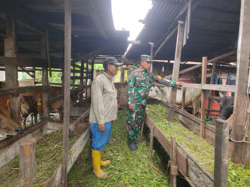 Gencar Laksanakan Pengecekkan Hewan Ternak Sapi di Desa Pinggir, Babinsa Koptu Bambang Turun ke Lokasi