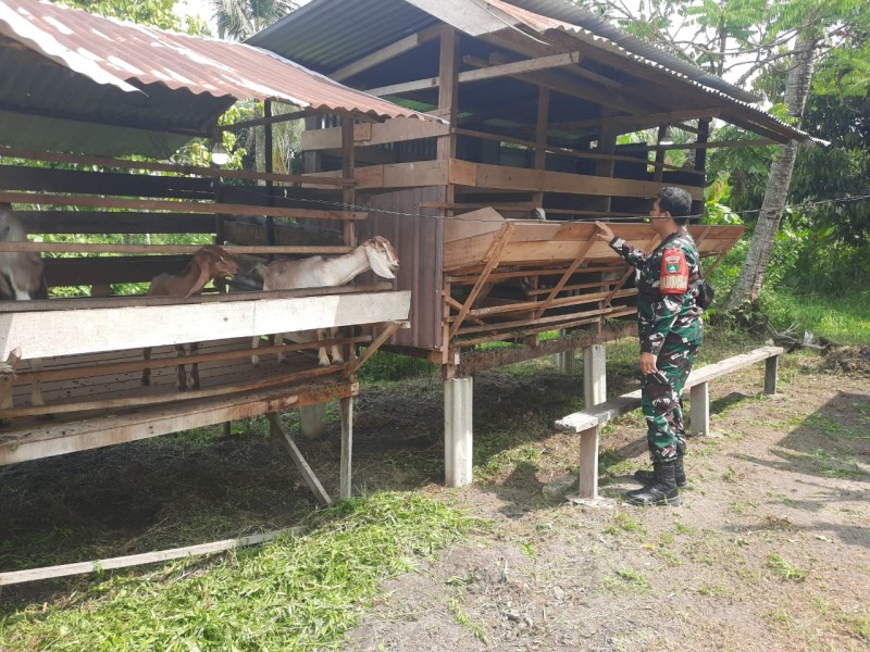 Babinsa Kopda Alif Alfindo Lakukan Cek Hewan Ternak Kambing Antisipasi PMK, di Air Jamban