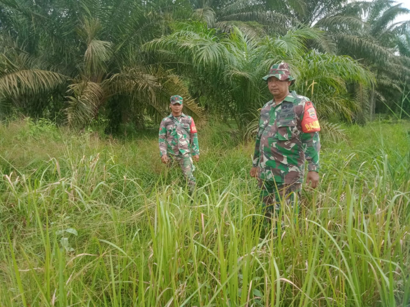Babinsa Serka Ristiyo, Serda Paino dan Pratu Indro Berpatroli Karhutla di Desa Petani
