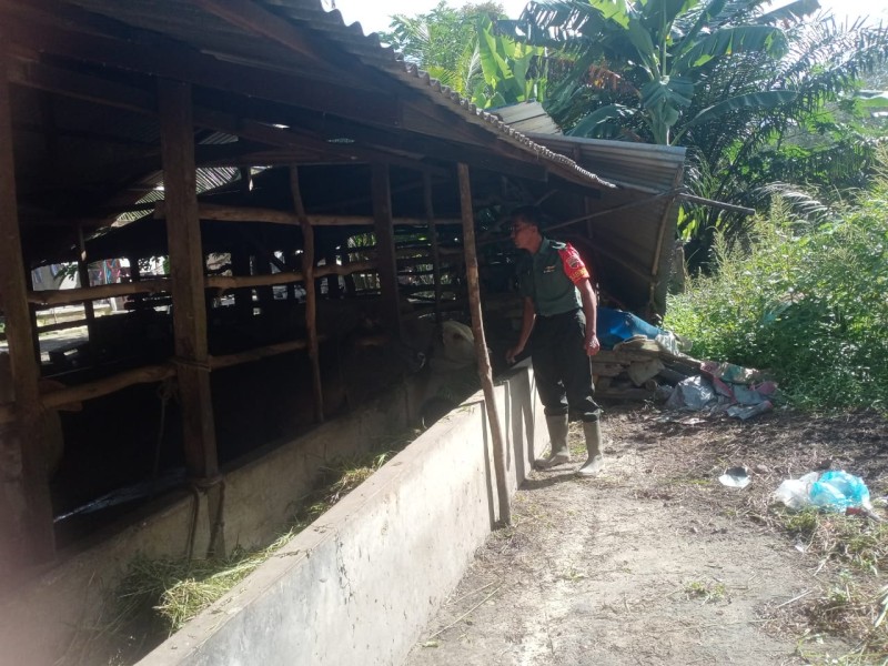 Gencar Laksanakan Pengecekkan Hewan Ternak Kambing, di Desa Sebangar Oleh Babinsa Sertu Sutiman