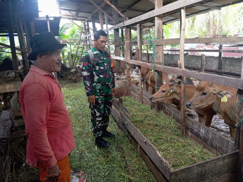 Gencar Laksanakan Pengecekkan Hewan Ternak Sapi di Kelurahan Gajah Sakti, Babinsa Koptu Bambang Turun ke Lokasi
