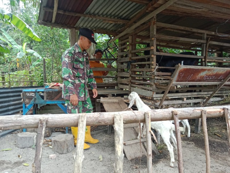 Babinsa Sertu M. Fikri Lakukan Cek Hewan Ternak Kambing Antisipasi Penyakit PMK, di Desa Tasik Serai Timur