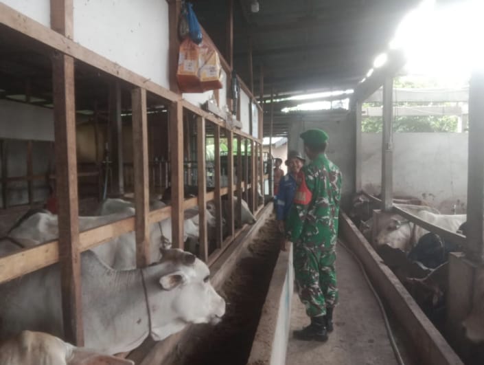 Babinsa Praka Amser Manulang Cek Hewan Ternak Kambing, Antisipasi PMK, di Kelurahan Gajah Sakti