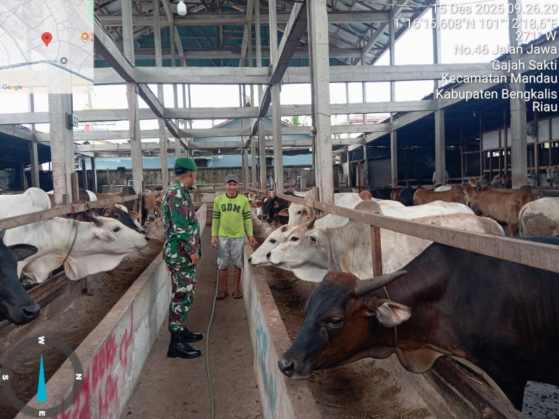 Babinsa Serda Riza Ramdani, Lakukan Cek Hewan Ternak Sapi Antisipasi Penyakit PMK, di Kelurahan Gajah sakti
