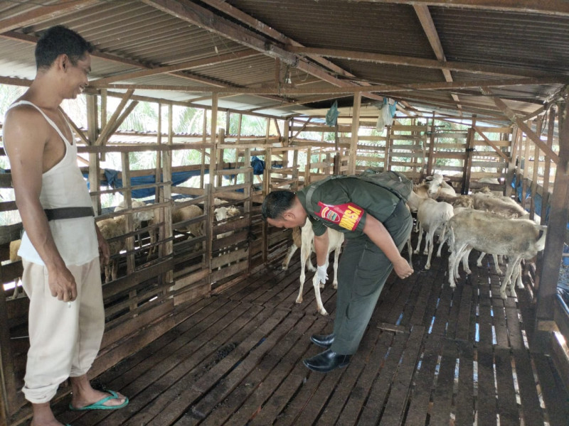 Cegah Penyebaran PMK, Babinsa Serda AT. Silabam Melaksanakan Cek 30 Ekor Hewan Ternak Kambing di RT 03 RW 04 Desa Buluh Apo