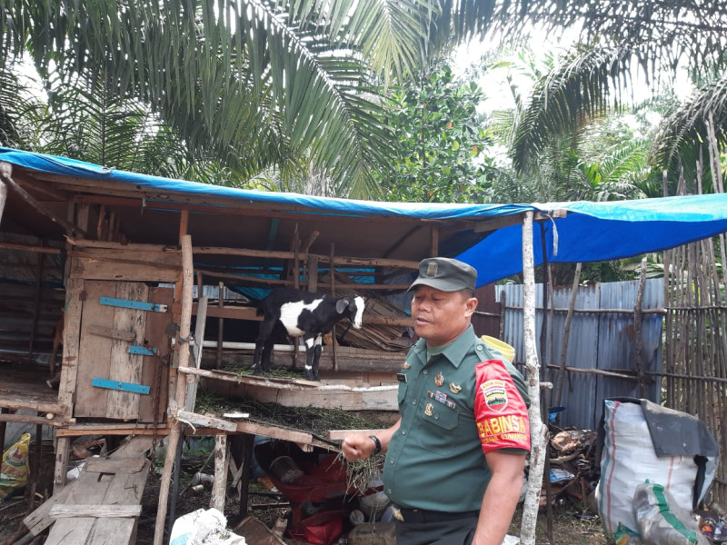 Gencar Laksanakan Pengecekkan Hewan Ternak kambing, di Desa Pinggir, Babinsa Serka N. Saragih Cek Lokasi