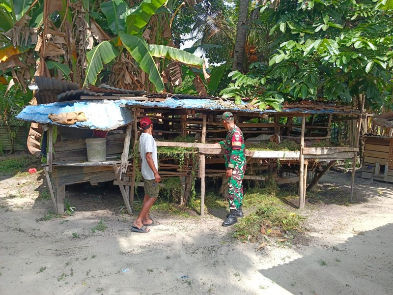 Babinsa Sertu Firman Sihotang Lakukan Cek Hewan Ternak Kambing Antisipasi Penyakit PMK, di Kelurahan Air Jamban