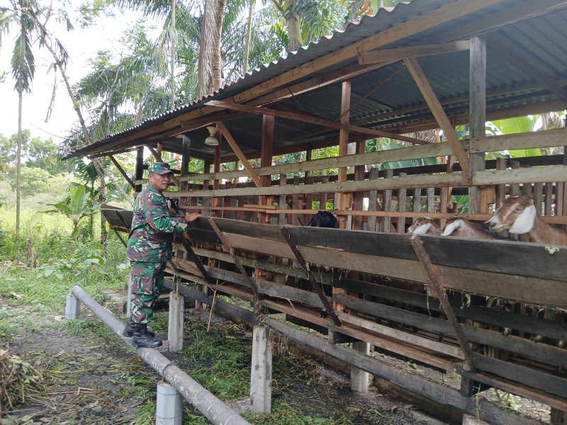 Gencar Laksanakan Pengecekkan Hewan Ternak Kambing di Kelurahan Air Jamban, Babinsa Sertu Rosdianto Cek Lokasi