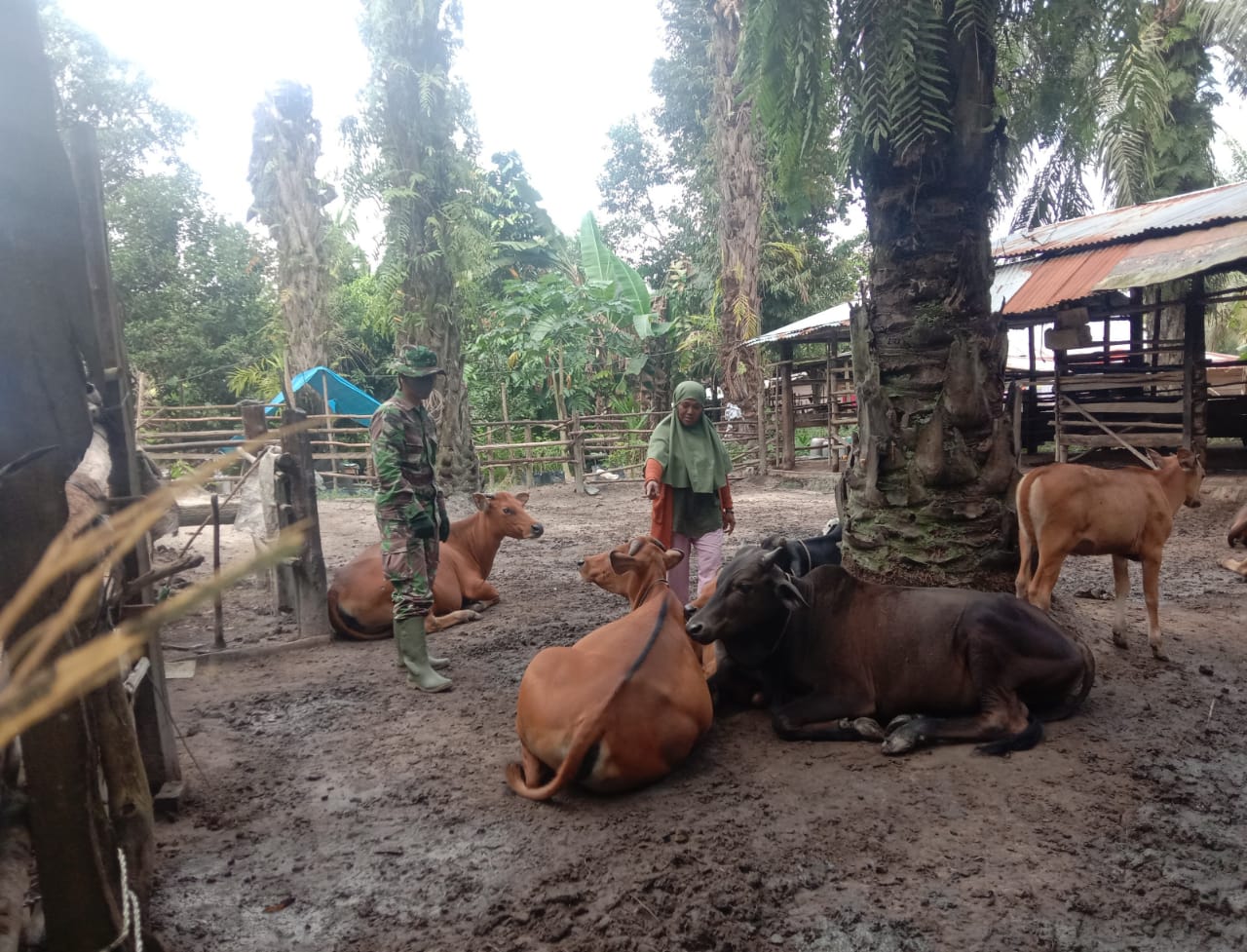 Cegah Penyebaran PMK di Desa Petani, Babinsa Serma Agusliadi Lakukan Patroli
