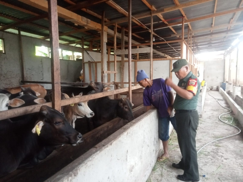 Cegah Penyebaran PMK, Babinsa Sertu P. Sinaga Melaksanakan Cek 10 Ekor Hewan Ternak Sapi RT 07 RW 11 di Gajah Sakti