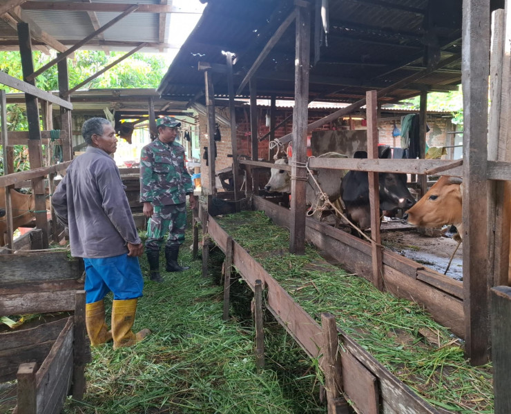 Gencar Laksanakan Pengecekkan Hewan Ternak Sapi di Kelurahan Batang Serosa, Babinsa Kopda Yusup Cek Lokasi