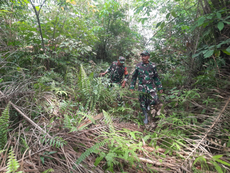 Babinsa Serma Suprapto, Serda Ahmad Junaidi dan Serda Awaluddin Berpatroli Karhutla di Desa Pinggir, Pinggir
