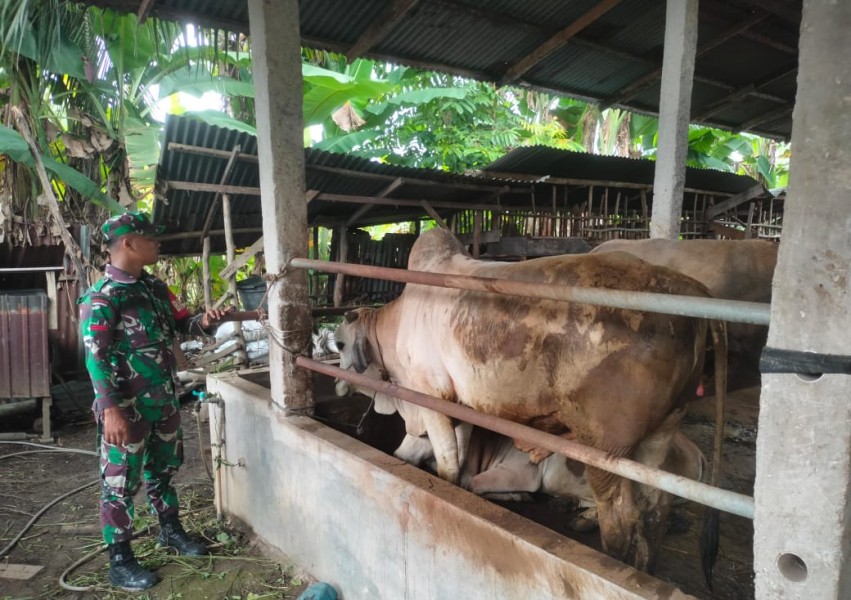 Gencar Laksanakan Pengecekkan Hewan Ternak Sapi, di Desa Kuala Penaso, Batsol Oleh Pratu IK. Sinaga