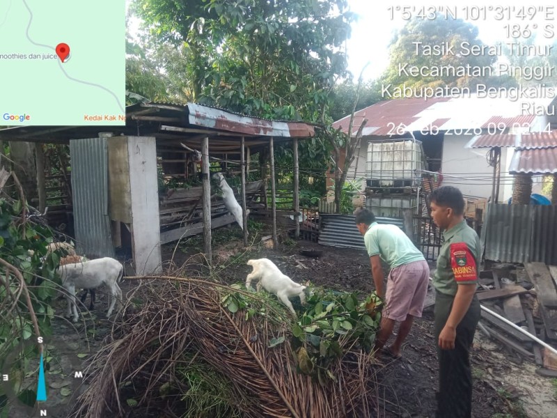 Babinsa Sertu Fikri Lakukan Cek Hewan Ternak Sapi Antisipasi Penyakit PMK, di Desa Tasik Serai Timur