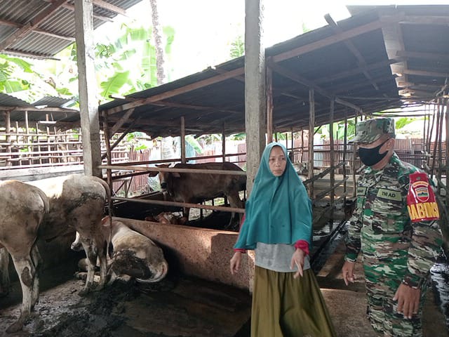 Cegah Penyebaran PMK, Babinsa Serma Yulihar Laksanakan Cek Hewan Ternak di Air Jamban