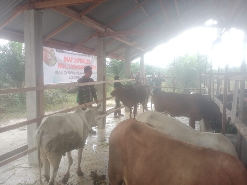Gencar Laksanakan Pengecekkan Hewan Ternak Sapi, di Desa Sebangar, Batsol Oleh Sertu Sutiman