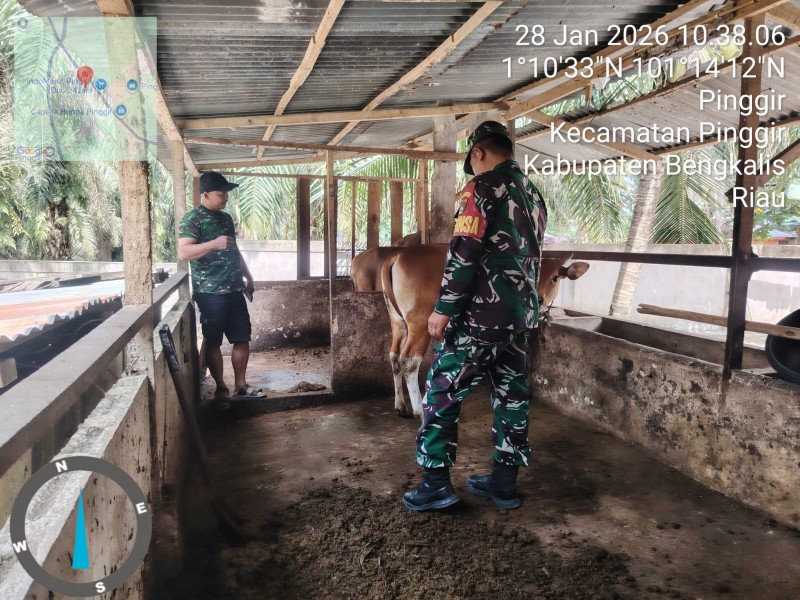Babinsa Koptu Bambang Lakukan Cek Hewan Ternak Spai Antisipasi Penyakit PMK, di Dusun Jaya Mukti