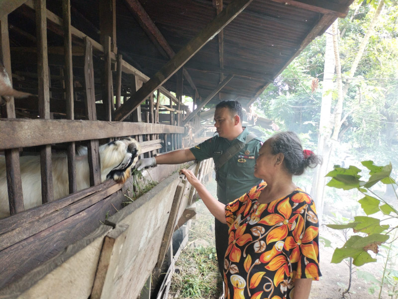Cegah Penyebaran PMK, Babinsa Serda AT. Silaban Melaksanakan Cek 14 Ekor Hewan Ternak Kambing di Desa Pinggir