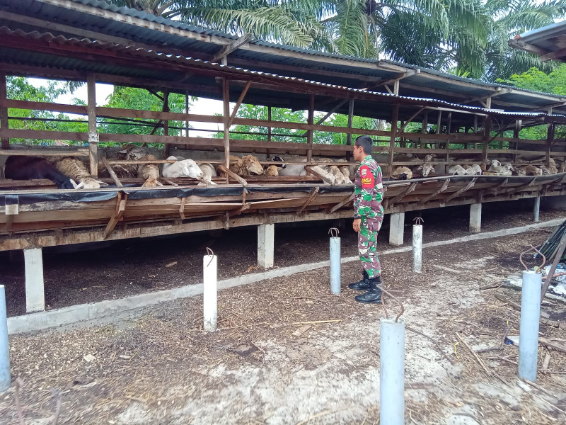 Babinsa Serda Rico Rahman, Cek Hewan Ternak Sapi di Desa Muara Basung, Guna Cegah PMK
