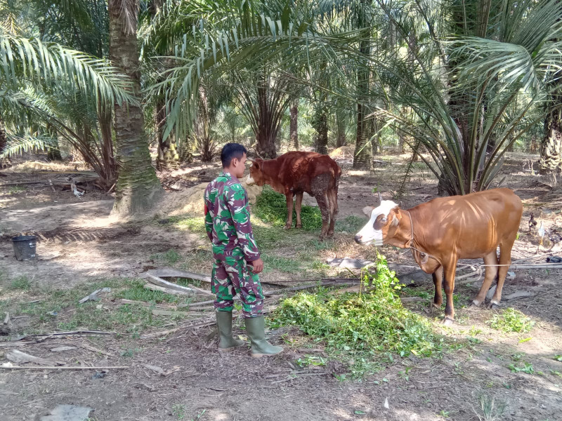 Babinsa Serda Rico Rahman Laksanakan Pengecekkan Hewan Ternak Sapi di Desa Muara Basung