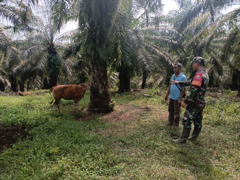 Gencar Laksanakan Pengecekkan Hewan Ternak Sapi, di Desa Melibur Kecamatan Talang Muandau, Oleh Praka A. Manulang