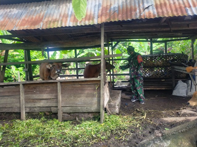 Babinsa Koptu Muchsin Khan Maksimalkan Upaya Pencegahan PMK di Sungai Meranti