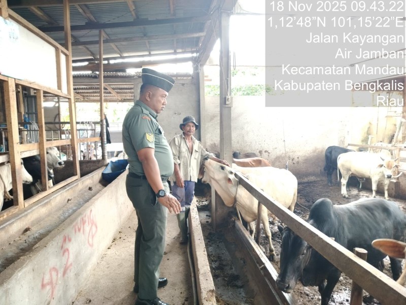 Babinsa Serma Agus Prabowo., Lakukan Cek Hewan Ternak Sapi Antisipasi Penyakit PMK, di Jalan Kayangan