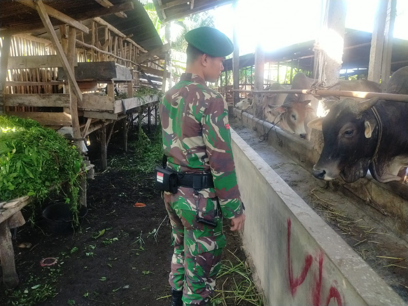 Babinsa Pratu Laydauk Kifron Cek 20 Ekor Hewan Ternak Sapi di RT 02 RW 05, Desa Simpang Padang, Guna Cegah PMK