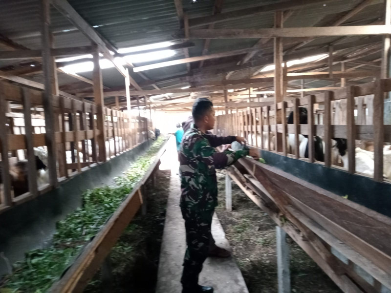 Gencar Laksanakan Pengecekkan Hewan Ternak Kambing di Kelurahan Air Jamban, Babinsa Serda Zulkarnain Cek Lokasi