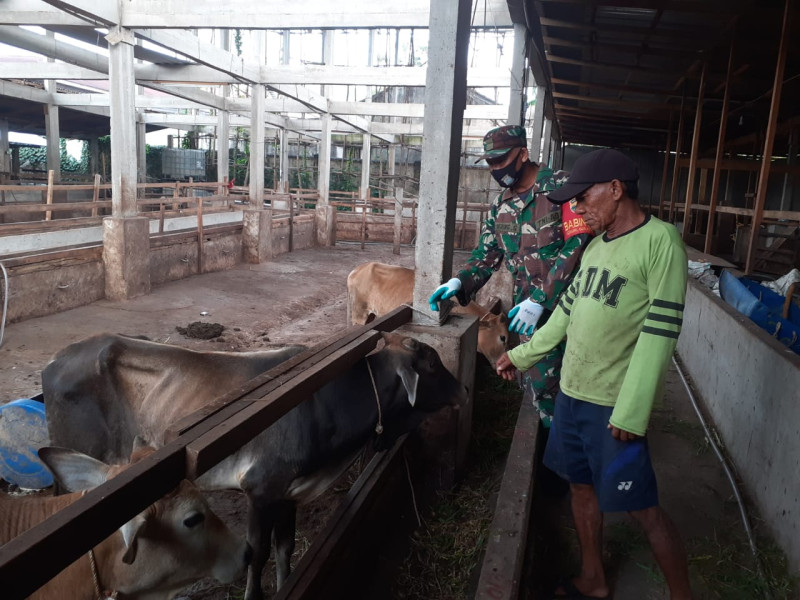 Cegah Penyebaran PMK, Babinsa Serma Agung Saputro Laksanakan Cek Hewan Ternak di Kelurahan Gajah Sakti