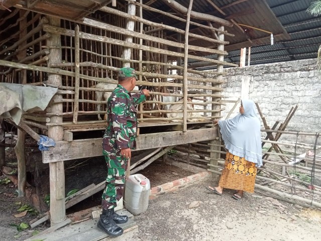 Cegah Penyebaran PMK, Babinsa Serda P. Sinaga Laksanakan Cek Hewan Ternak di Desa Tasik Tebing Serai
