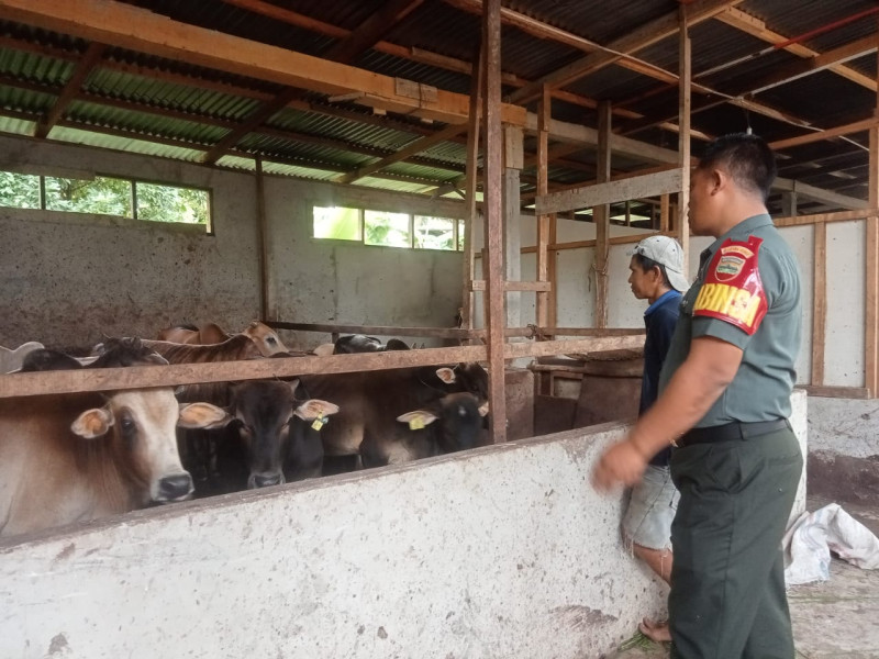Cegah Penyebaran PMK, Babinsa Kopda Bambang Melaksanakan Cek 12 Ekor Hewan Ternak di RT 08 RW 02 Kelurahan Gajah Sakti