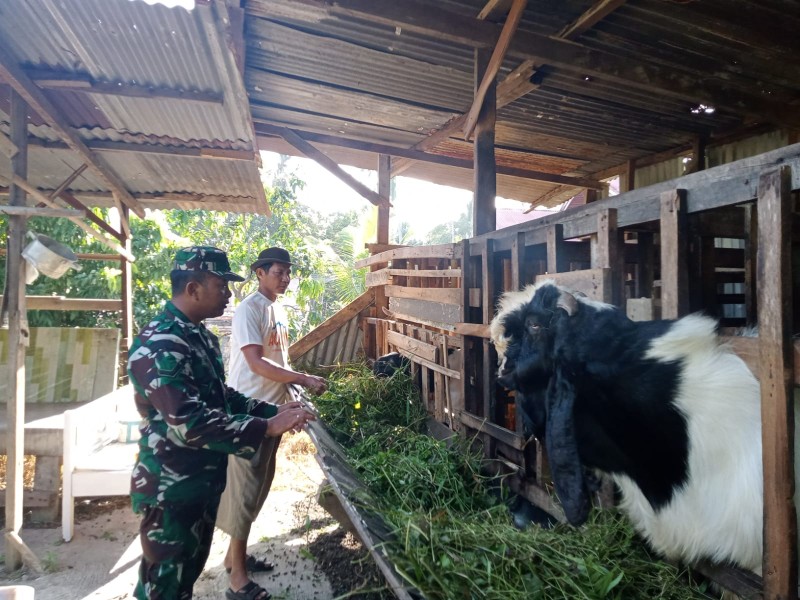 Babinsa Serda Zulkarnaen, Lakukan Cek Hewan Ternak Kambing Antisipasi Penyakit PMK, di kelurahan Gajah Sakti