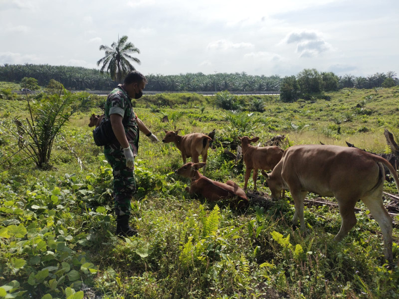 Babinsa Serda AT. Silaban Cek Hewan Ternak Sapi di Desa Pinggir, guna Cegah PMK