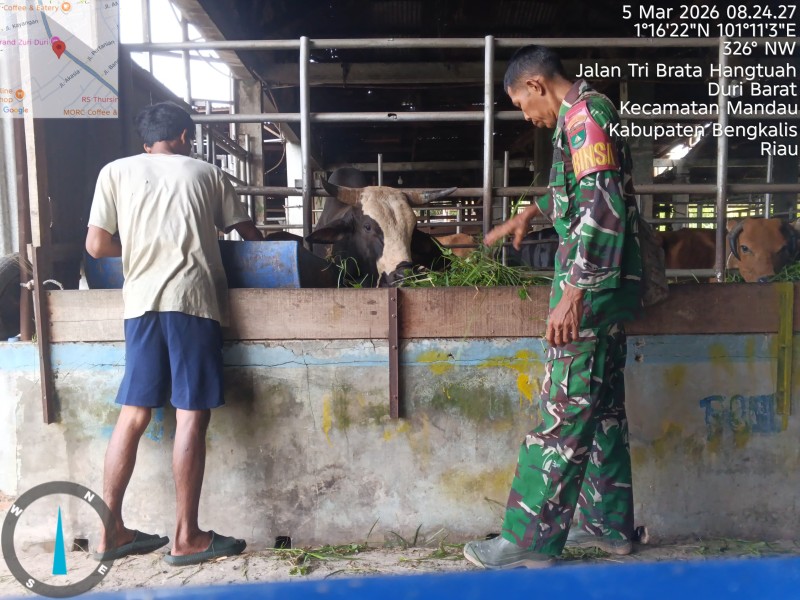 Babinsa Sertu Robi akukan Cek Hewan Ternak Sapi Antisipasi PMK, di Duri Barat, Mandau