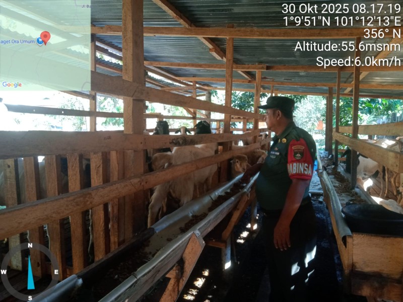 Babinsa Serda Paino Lakukan Cek Hewan Ternak Sapi Antisipasi Penyakit PMK, di Desa Buluh Apo, Kecamatan Pinggir