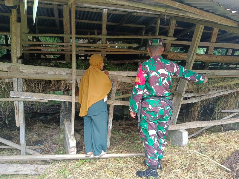Babinsa Sertu Firman Sihotang Lakukan Cek Hewan Ternak Spai Antisipasi Penyakit PMK, di Kelurahan Air Jamban