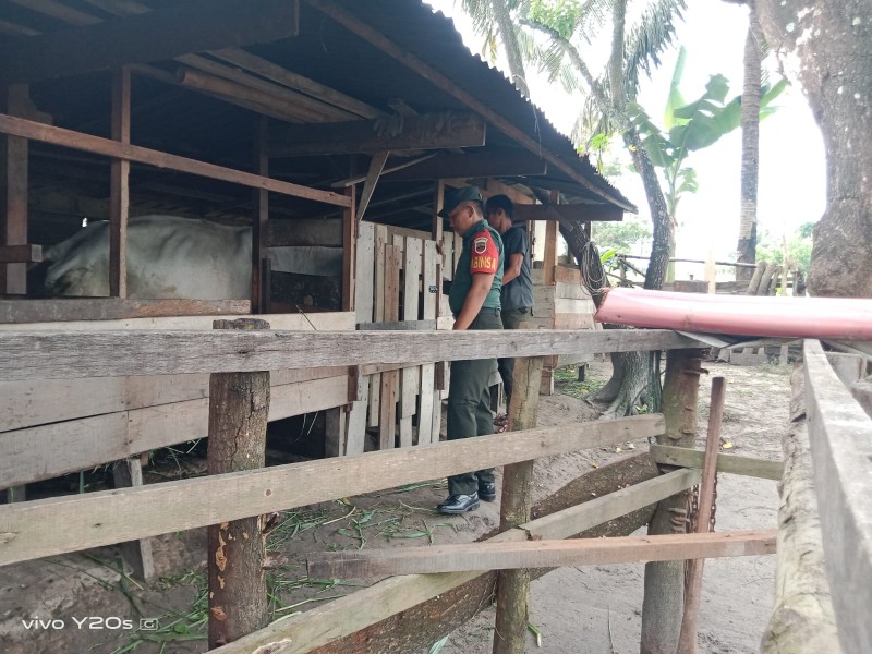 Babinsa Kopda Yusup Lakukan Cek Hewan Ternak Sapi Antisipasi Penyakit PMK, di Gajah Sakti, Mandau