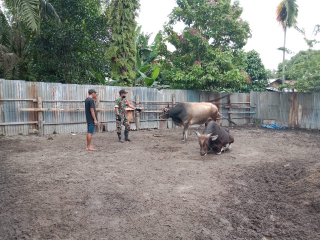 Cegah Penyebaran PMK di Desa Pinggir, Babinsa Kopda Yusuf Lakukan Patroli