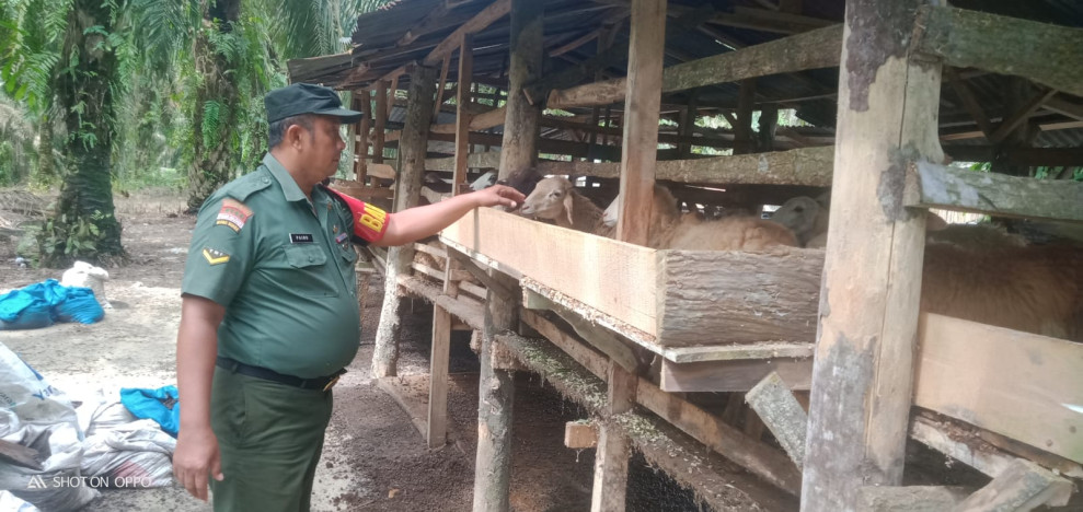 Gencar Laksanakan Pengecekkan Hewan Ternak kambing, di Desa Semunai, Babinsa Serda Paino Cek Lokasi