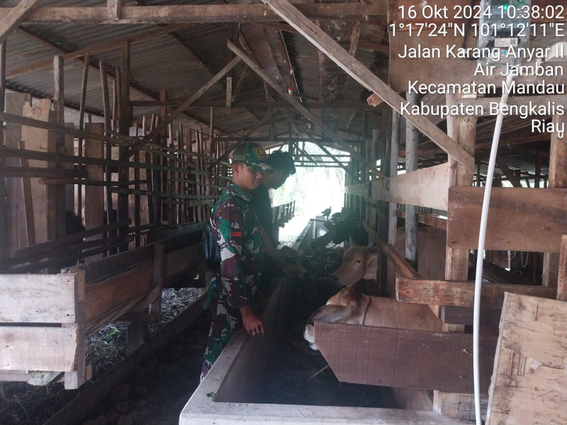 Gencar Laksanakan Pengecekkan Hewan Ternak Sapi di Air Jamban, Babinsa Pratu DN. Simanungkalit Turun ke Lokasi
