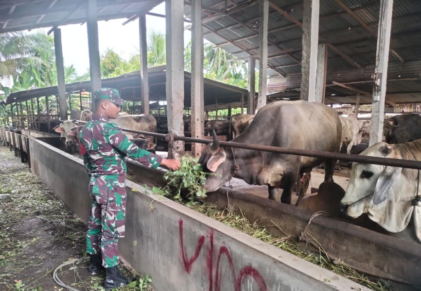 Gencar Laksanakan Pengecekkan Hewan Ternak Sapi di Desa Kuala Penaso, Babinsa Pratu IK. Sinaga Turun ke Lokasi