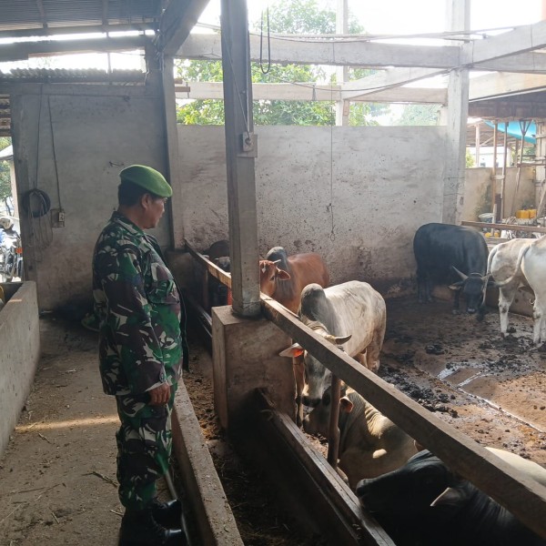 Babinsa Sertu Rosdianto, Cek Hewan Ternak Sapi Antisipasi PMK, di Kelurahan Gajah sakti
