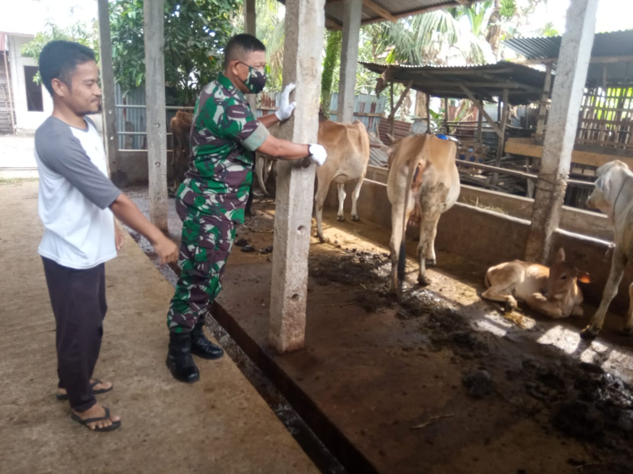 Babinsa Pelda Amiruddin Maksimalkan Upaya Pencegahan PMK di Air Jamban
