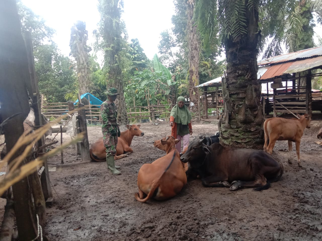 Babinsa Koramil 03/Mandau Serda M. Fikri Pantau Hewan Ternak di Desa Tasik Serai Timur