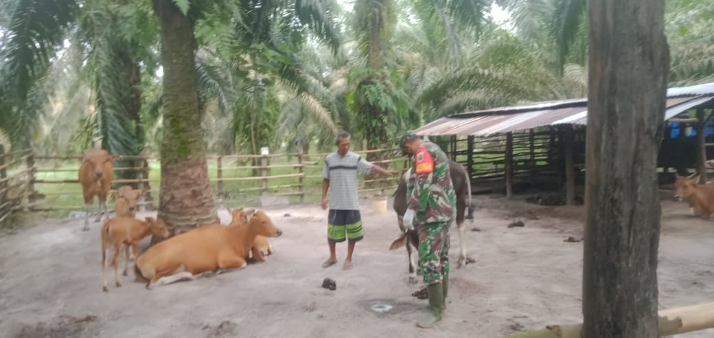 Babinsa Serda Paino Maksimalkan Upaya Pencegahan PMK di Desa Semunai